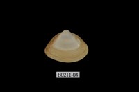 藏品(呂宋馬蛤蜊)的圖片